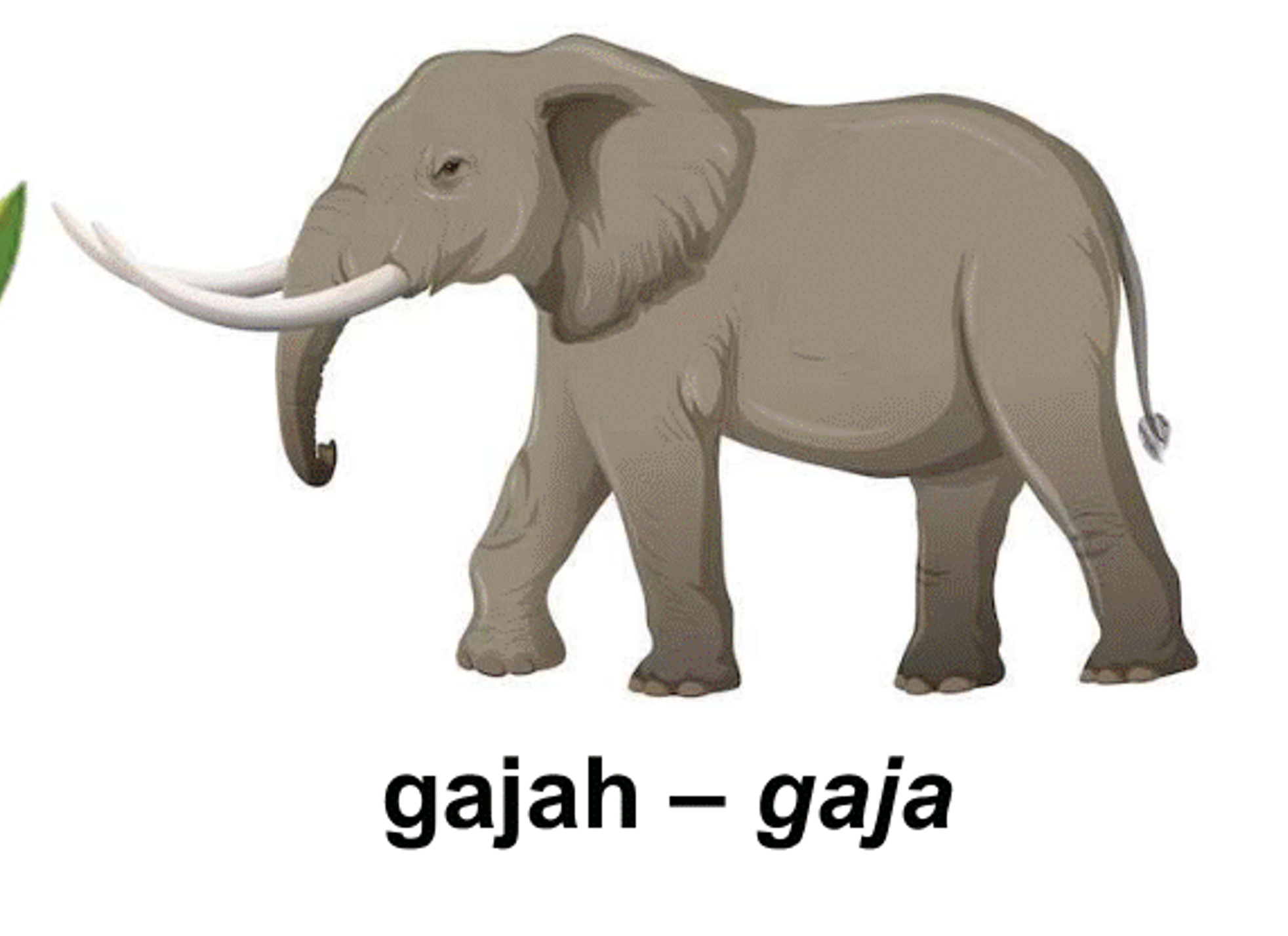 gajah